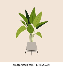 Illustration of indoor house plants. Pretty green decorative trendy plant growing in pot, planter. Urban jungle, cozy scandinavian home decor. Floral template for web, card, poster, sticker, banner