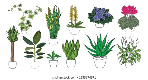 illustration indoor set plants hand line contour and color on a white background. Palm yucca, hedera helix, ficus, sansevieria, viola, aloe, spathiphyllum, cyclamen