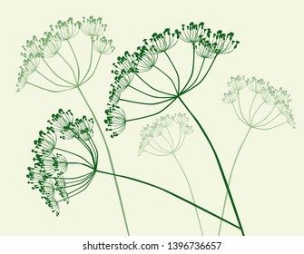 Illustration of inflorescences of umbrella plants
