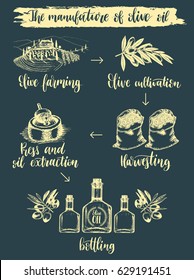 Illustration infographics of olive oil manufacturing. Vector hand sketched scheme of olive farm production.