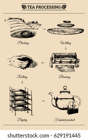 Illustration infographics of tea processing. Vector hand sketched scheme of authentic tea production.