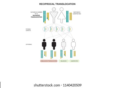 Illustration of the inheritance of a reciprocal translocation