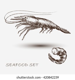 Illustration ink seafood shrimp,  tail.  Elements for the graphic design of the menu bars, restaurants, invitations, announcements.