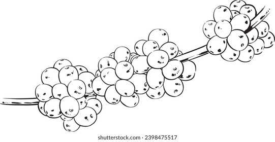Ilustración de la tinta, tallo de fruta de café, Activo, boceto. Perfecto para hacer alarde de café. Diseño Web, página de inicio e imprimible