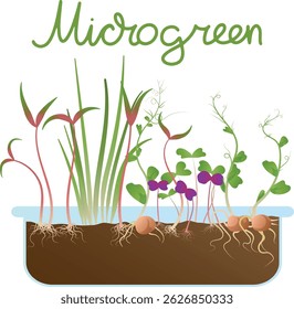 Illustration of the inscription Microgreen and different types of microgreen sprouts with seeds and roots in a transparent container with soil. Superfood, healthy eating, growing.