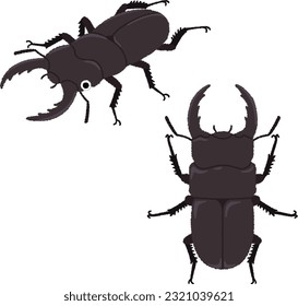 Illustration of an insect. Along with beetles, stag beetles are popular insects among children and adults alike. Many species and relatively long lifespans