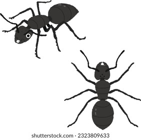 Illustration of an insect. The ant is an evolutionary system of the bee, and is an insect of the family Antidae. The queen lays many eggs and forms a large family and lives in groups.