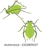 Illustration of an insect. Aphids are considered pests because they also affect crops and garden plants.