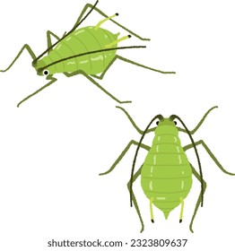 Illustration of an insect. Aphids are considered pests because they also affect crops and garden plants.