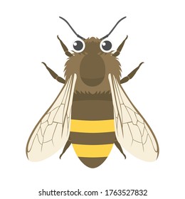 Illustration of insect bee seen from above.