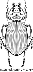 Ilustración de insecto, insecto. Estilo vintage de sombreado y estirado dibujado a mano antigua. Ilustración del vector