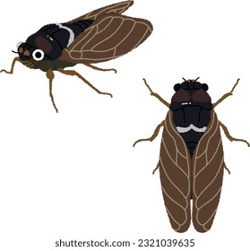 Illustration of an insect. Cicadas, which are characterized by their unique call, are representative of summer insects, just like beetles.