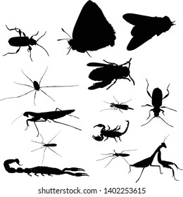 illustration with insect collection isolated on white background