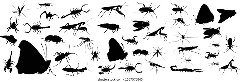 illustration with insect collection isolated on white background