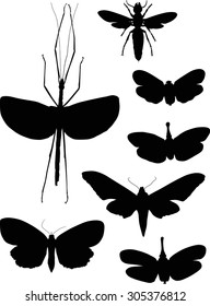 illustration with insect collection isolated on white background