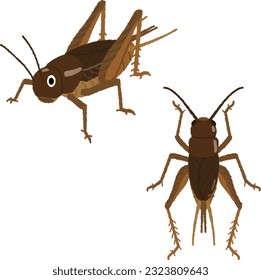 Illustration of an insect. Crickets are now the most popular insect food that is attracting attention.