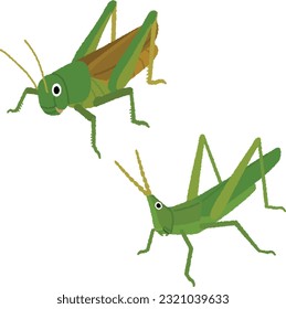 Illustration of an insect. Grasshoppers are insects that have large hind legs and can jump.