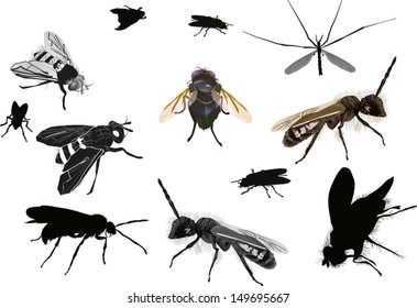illustration with insect isolated on white background