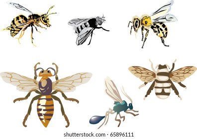 illustration with insect isolated on white background