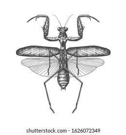 The illustration of the insect mantis
