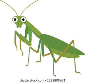 Illustration of an insect. Praying mantises are carnivorous insects that instantly catch prey with their large sickles.