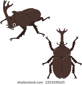 Illustration of an insect. The rhinoceros beetle is called the "King of Insects" and is a large beetle that is as popular as the stag beetle.