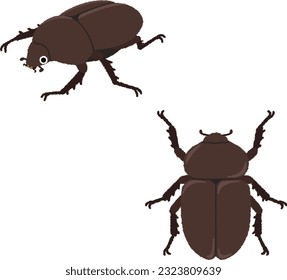 Illustration of an insect. The rhinoceros beetle is called the "King of Insects" and is a large beetle that is as popular as the stag beetle.