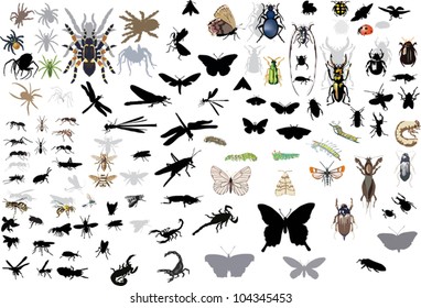 illustration with insect silhouettes isolated on white background