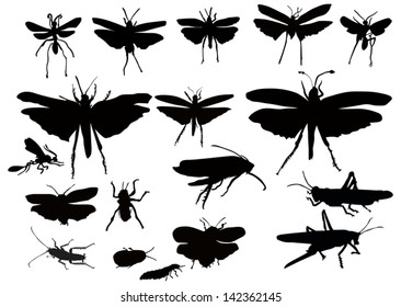 illustration with insect silhouettes isolated on white background