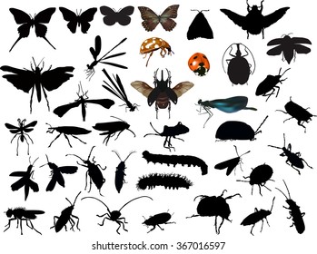 illustration with insect silhouettes isolated on white background