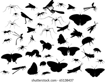 illustration with insect silhouettes isolated on white background