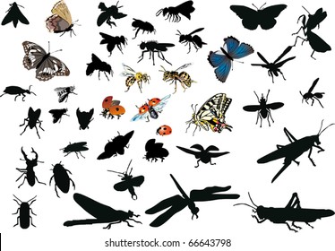 illustration with insect silhouettes isolated on white background