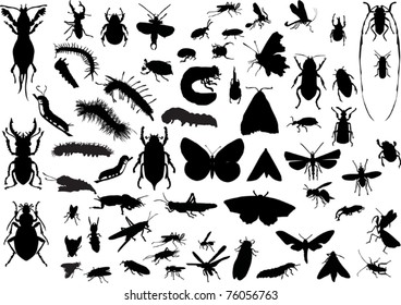 illustration with insect silhouettes isolated on white background