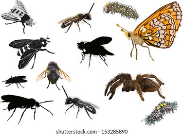 illustration with insects collection isolated on white background