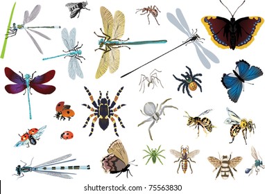 illustration with insects isolated on white background