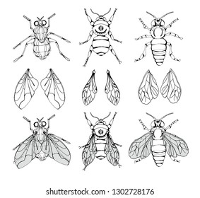 illustration of insects with wings