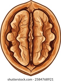 Illustration of the inside of a walnut, isolated on white background	