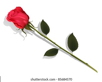 illustration insulated flower of the red rose on white background