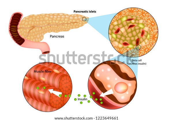 Illustration Insulin Production Pancreas Metabolic Actions Stock Vector ...