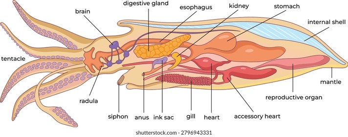 illustration of Internal Anatomy of a Squid with Labeled Organs and Body Structures - vector