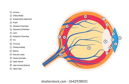Ilustração da estrutura interna dos componentes marcados do olho humano lente da íris da córnea nervo óptico da retina e corpo vítreo 