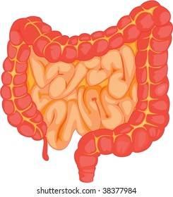 illustration of intestine on white