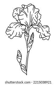 Illustration of iris flower. Beautiful decorative plant.