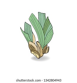 Illustration of Iris flower root. Vector