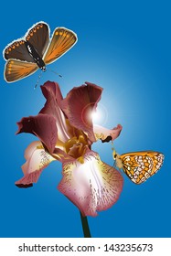 illustration with iris flowers on blue background
