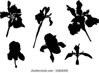 illustration with iris silhouette collection isolated on white background