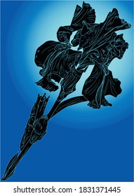 illustration with iris silhouette on blue background