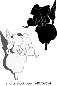 illustration with iris silhouettes isolated on white background