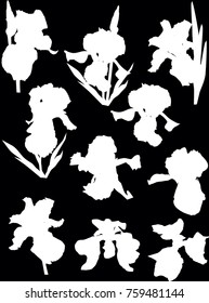 illustration with iris silhouettes isolated on black background