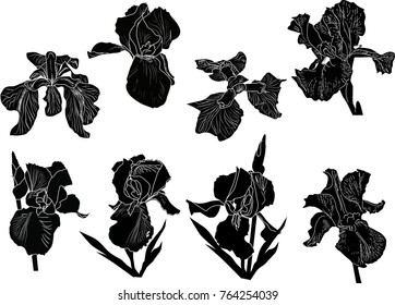 illustration with iris silhouettes isolated on white background